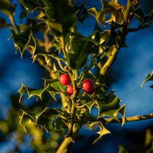 Preview wallpaper mistletoe, berries, leaves, macro