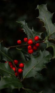 Preview wallpaper mistletoe, branches, berries, leaves, macro