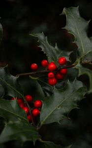 Preview wallpaper mistletoe, branches, berries, leaves, macro