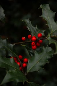 Preview wallpaper mistletoe, branches, berries, leaves, macro