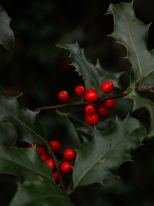 Preview wallpaper mistletoe, branches, berries, leaves, macro