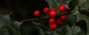 Preview wallpaper mistletoe, branches, berries, leaves, macro