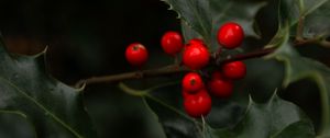 Preview wallpaper mistletoe, branches, berries, leaves, macro