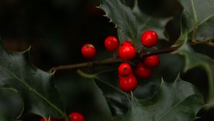 Preview wallpaper mistletoe, branches, berries, leaves, macro