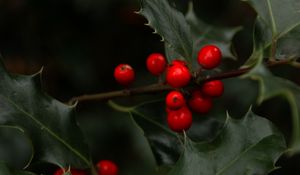 Preview wallpaper mistletoe, branches, berries, leaves, macro