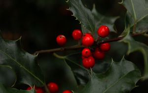 Preview wallpaper mistletoe, branches, berries, leaves, macro