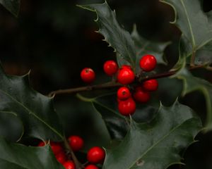 Preview wallpaper mistletoe, branches, berries, leaves, macro