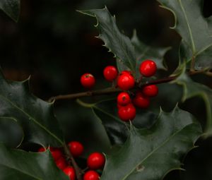 Preview wallpaper mistletoe, branches, berries, leaves, macro