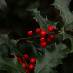 Preview wallpaper mistletoe, branches, berries, leaves, macro