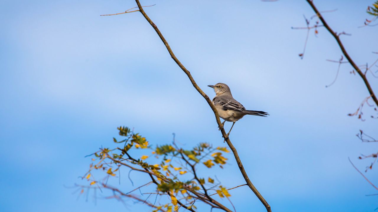 Wallpaper mockingbird, bird, branch, leaves, blur, sky