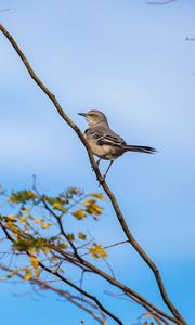 Preview wallpaper mockingbird, bird, branch, leaves, blur, sky