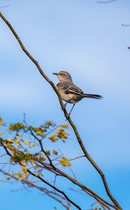 Preview wallpaper mockingbird, bird, branch, leaves, blur, sky