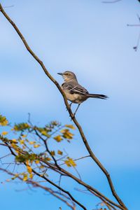 Preview wallpaper mockingbird, bird, branch, leaves, blur, sky