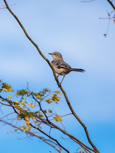 Preview wallpaper mockingbird, bird, branch, leaves, blur, sky