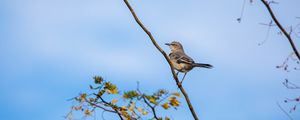 Preview wallpaper mockingbird, bird, branch, leaves, blur, sky