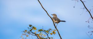 Preview wallpaper mockingbird, bird, branch, leaves, blur, sky