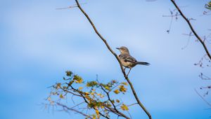 Preview wallpaper mockingbird, bird, branch, leaves, blur, sky