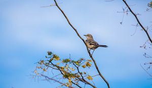 Preview wallpaper mockingbird, bird, branch, leaves, blur, sky