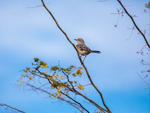 Preview wallpaper mockingbird, bird, branch, leaves, blur, sky