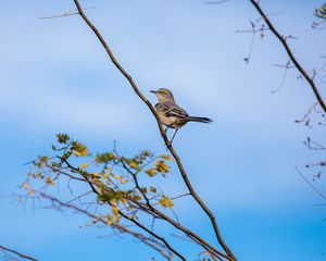 Preview wallpaper mockingbird, bird, branch, leaves, blur, sky