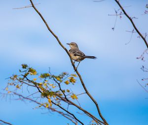 Preview wallpaper mockingbird, bird, branch, leaves, blur, sky