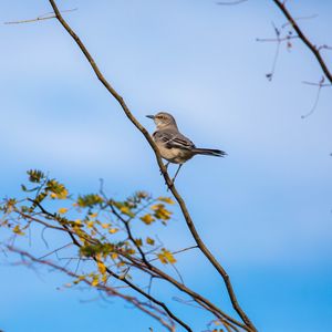 Preview wallpaper mockingbird, bird, branch, leaves, blur, sky