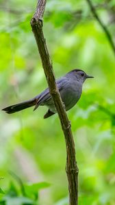 Preview wallpaper mockingbird, bird, branch, leaves, blur, wildlife