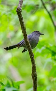 Preview wallpaper mockingbird, bird, branch, leaves, blur, wildlife