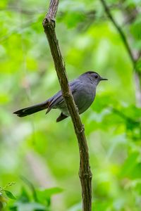 Preview wallpaper mockingbird, bird, branch, leaves, blur, wildlife