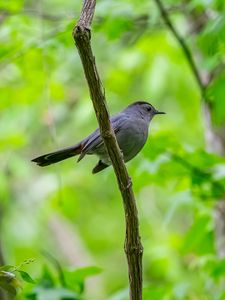 Preview wallpaper mockingbird, bird, branch, leaves, blur, wildlife