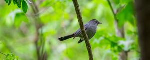 Preview wallpaper mockingbird, bird, branch, leaves, blur, wildlife