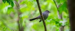 Preview wallpaper mockingbird, bird, branch, leaves, blur, wildlife