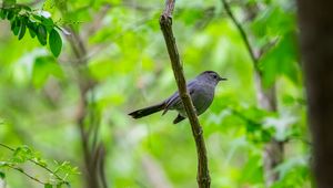 Preview wallpaper mockingbird, bird, branch, leaves, blur, wildlife