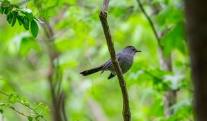 Preview wallpaper mockingbird, bird, branch, leaves, blur, wildlife