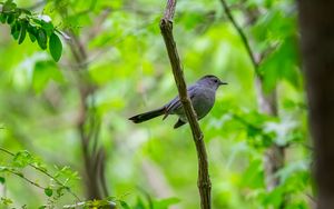 Preview wallpaper mockingbird, bird, branch, leaves, blur, wildlife