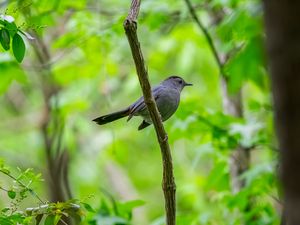 Preview wallpaper mockingbird, bird, branch, leaves, blur, wildlife