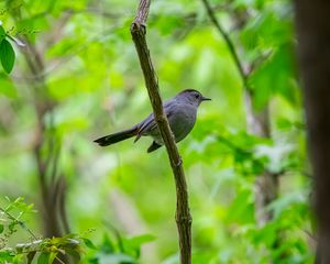 Preview wallpaper mockingbird, bird, branch, leaves, blur, wildlife