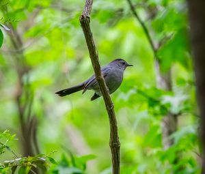 Preview wallpaper mockingbird, bird, branch, leaves, blur, wildlife