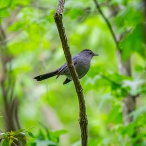 Preview wallpaper mockingbird, bird, branch, leaves, blur, wildlife