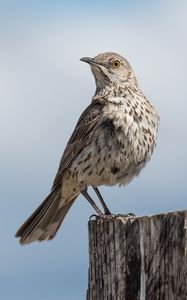 Preview wallpaper mockingbird, bird, tail, sky