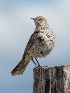 Preview wallpaper mockingbird, bird, tail, sky