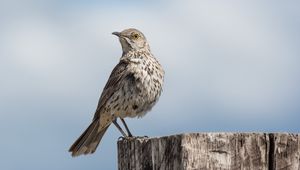 Preview wallpaper mockingbird, bird, tail, sky