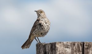 Preview wallpaper mockingbird, bird, tail, sky