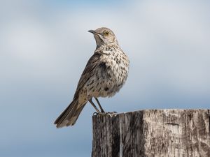 Preview wallpaper mockingbird, bird, tail, sky