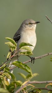 Preview wallpaper mockingbird, bird, wildlife, branch, leaves, blur