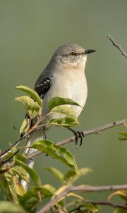 Preview wallpaper mockingbird, bird, wildlife, branch, leaves, blur