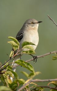 Preview wallpaper mockingbird, bird, wildlife, branch, leaves, blur