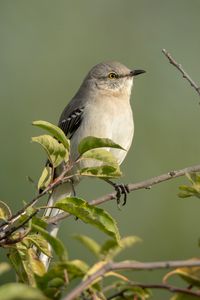 Preview wallpaper mockingbird, bird, wildlife, branch, leaves, blur