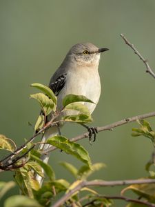 Preview wallpaper mockingbird, bird, wildlife, branch, leaves, blur