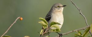 Preview wallpaper mockingbird, bird, wildlife, branch, leaves, blur